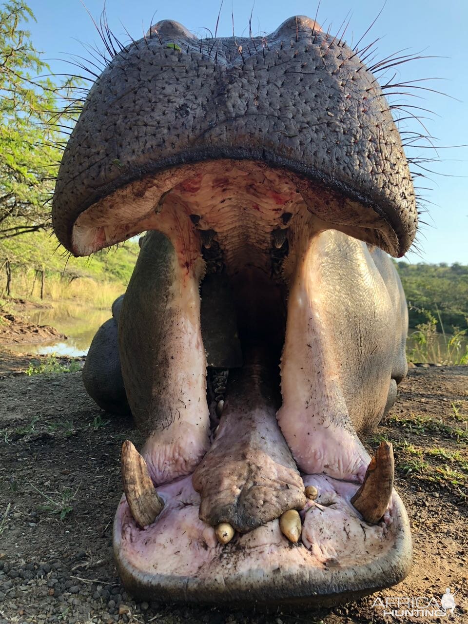 South Africa Hunting Hippo