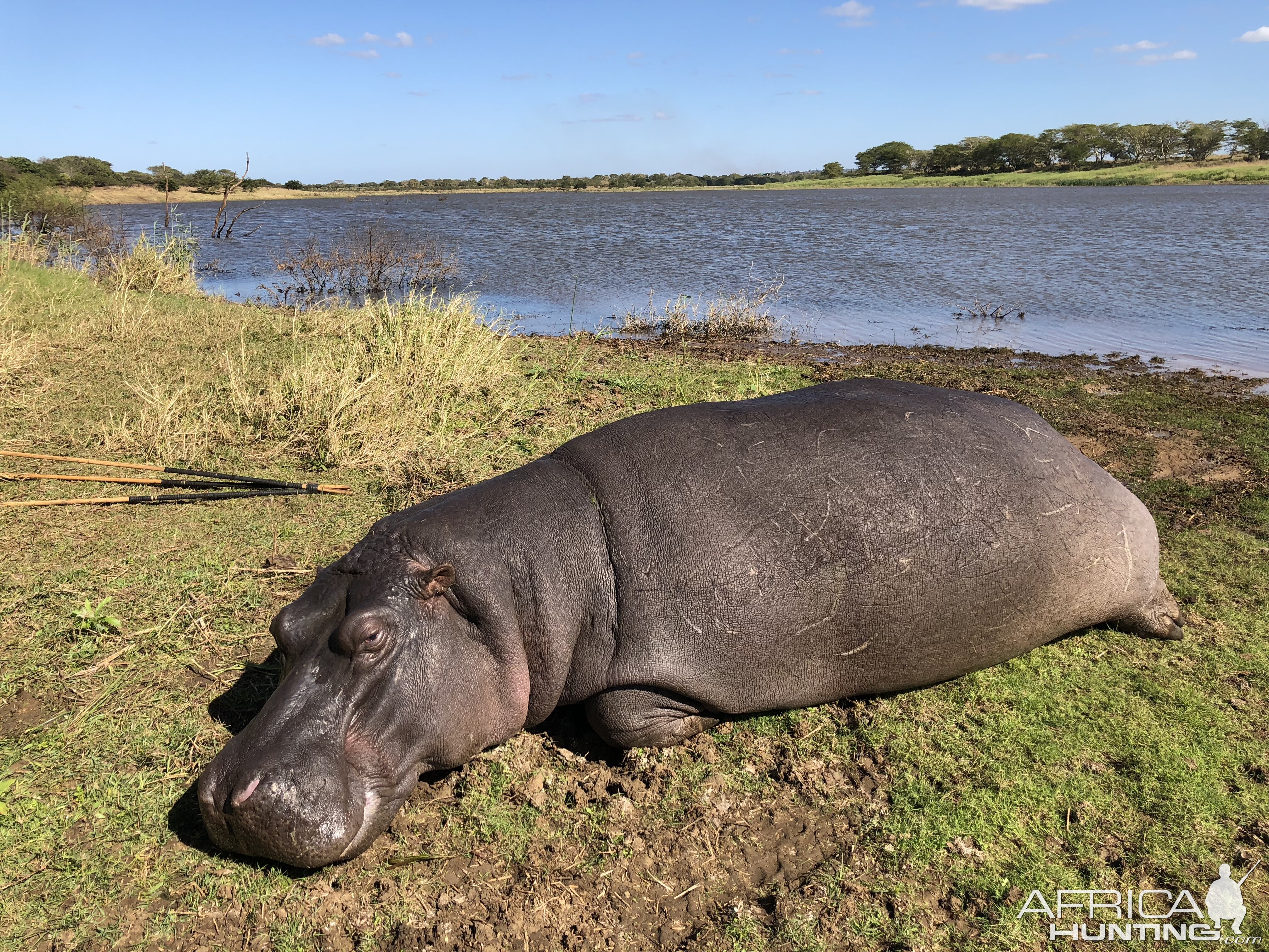 South Africa Hunting Hippo