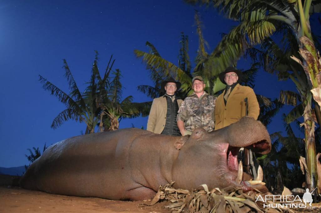 South Africa Hunting Hippo