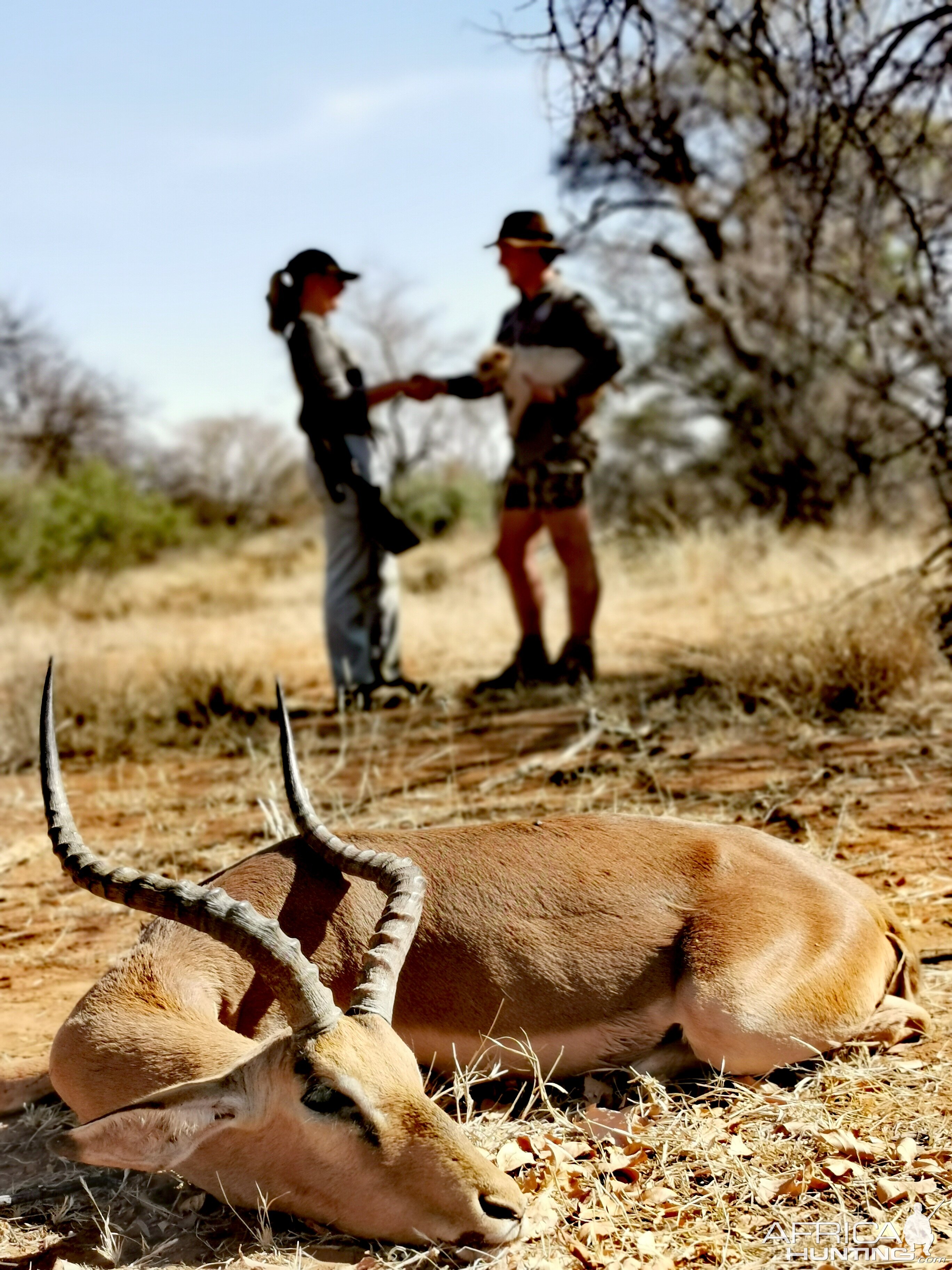 South Africa Hunting Impala