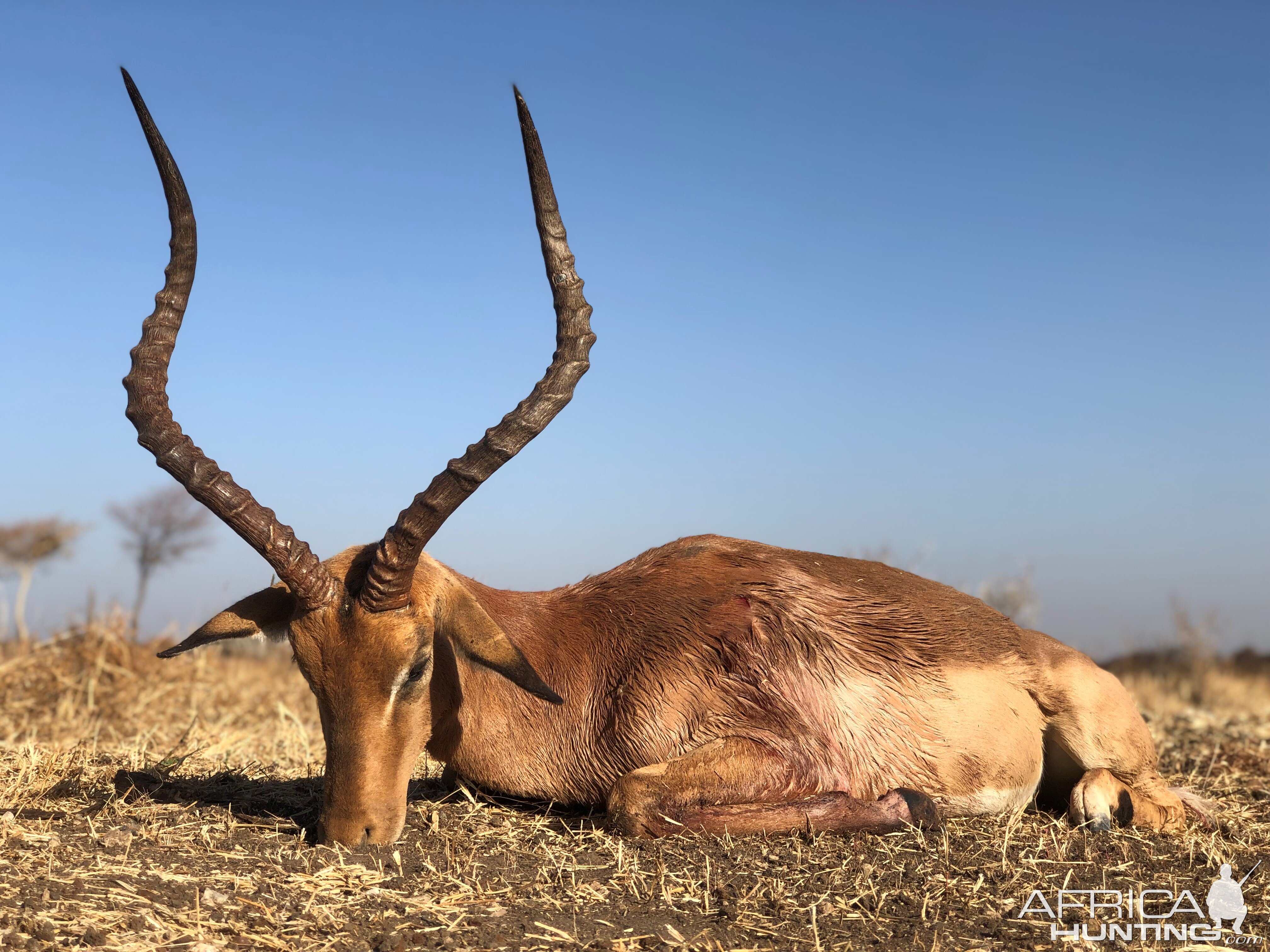 South Africa Hunting Impala