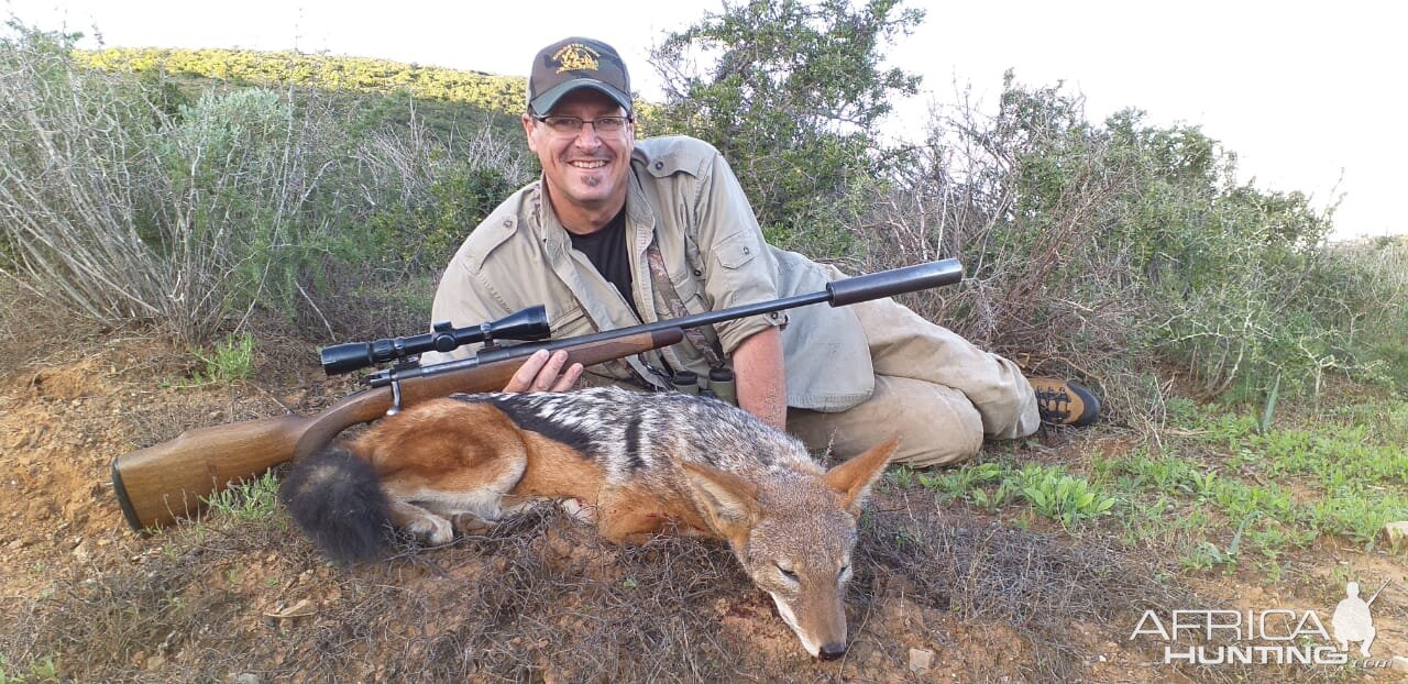 South Africa Hunting Jackal