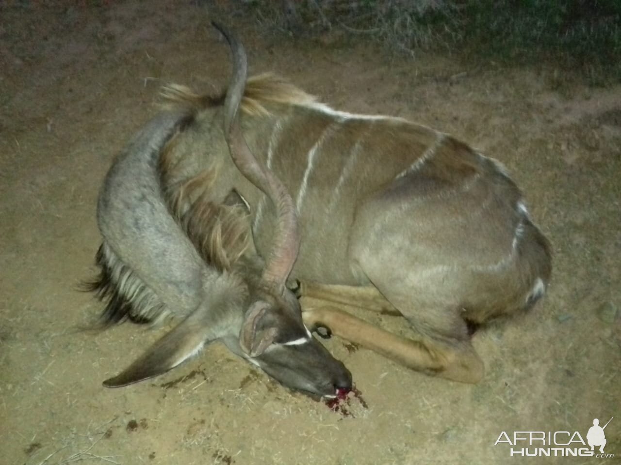 South Africa Hunting Kudu