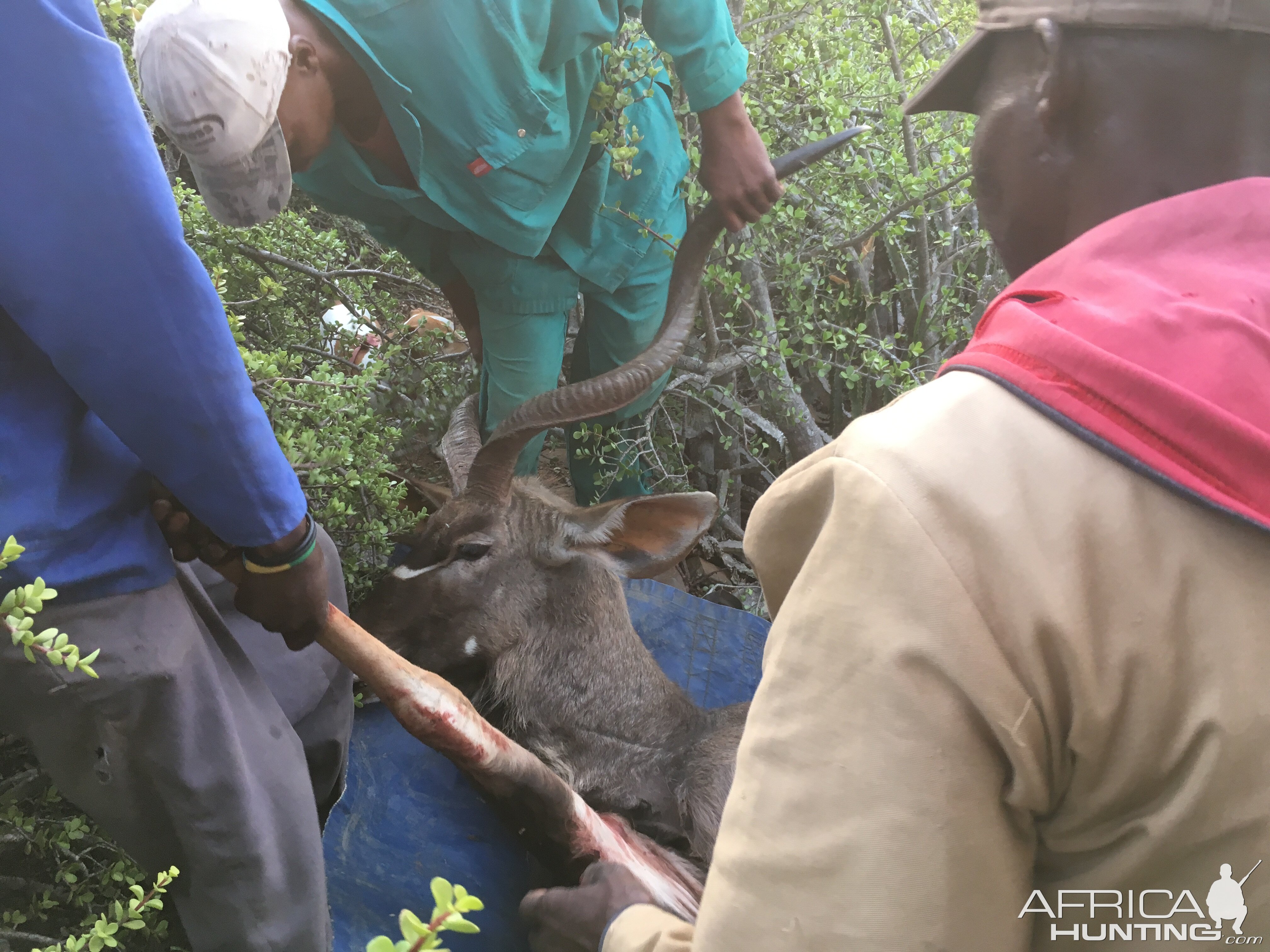 South Africa Hunting Kudu