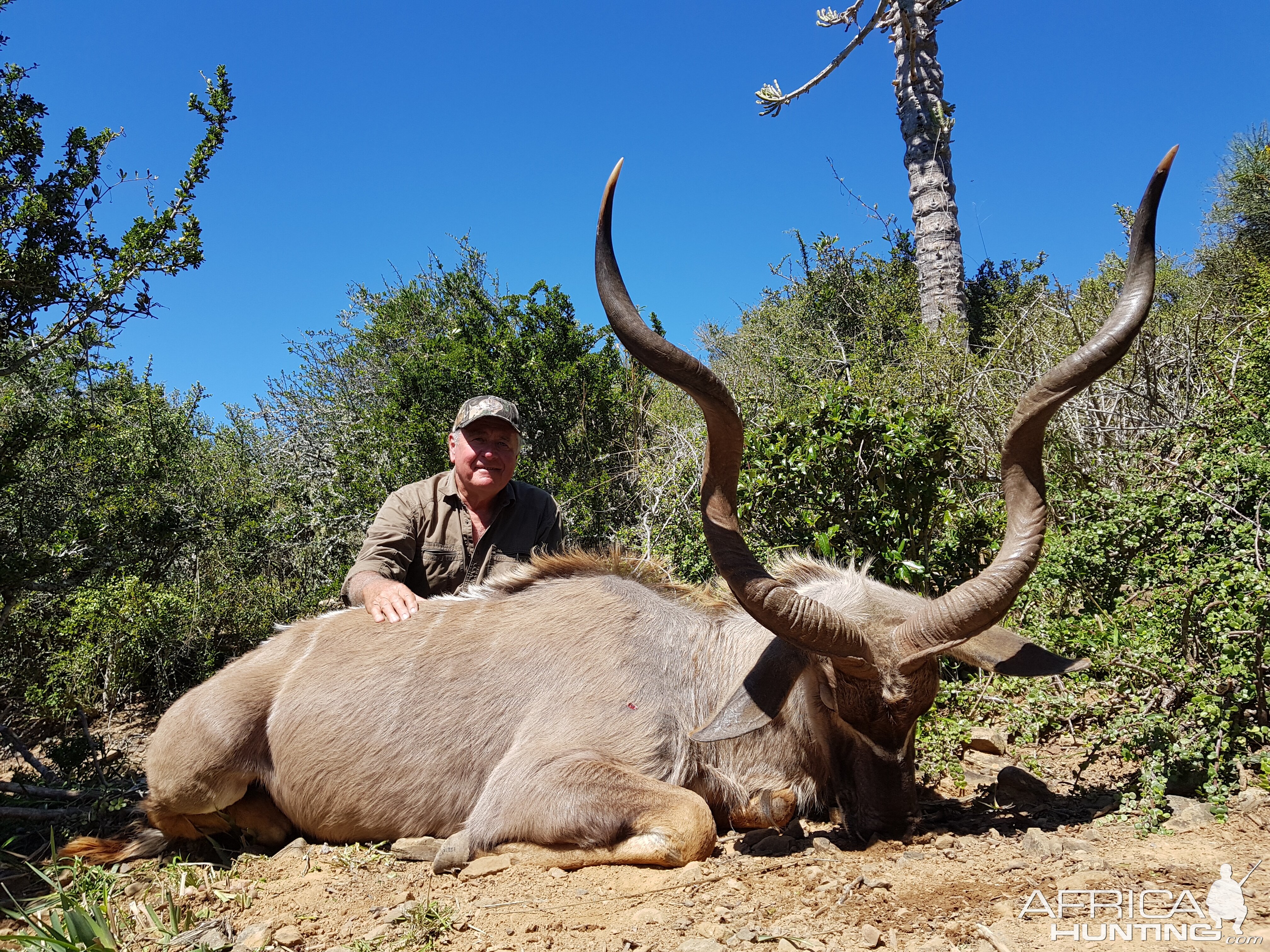 South Africa Hunting Kudu