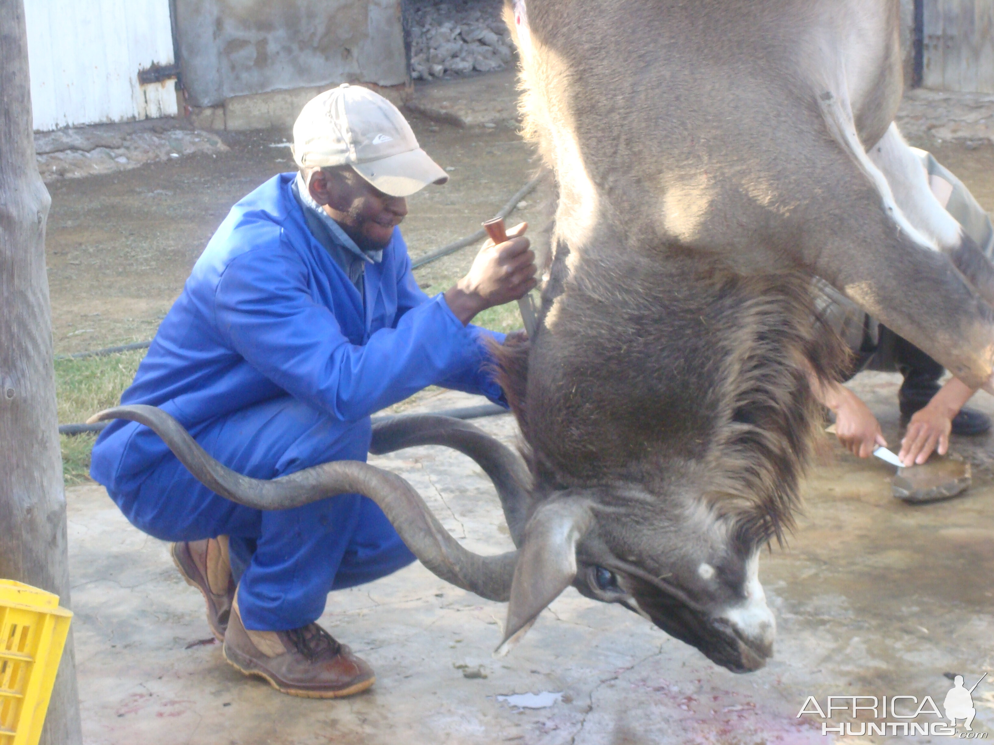 South Africa Hunting Kudu