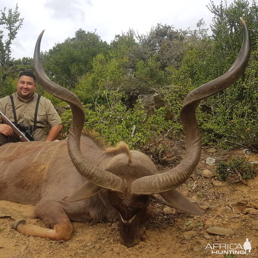 South Africa Hunting Kudu