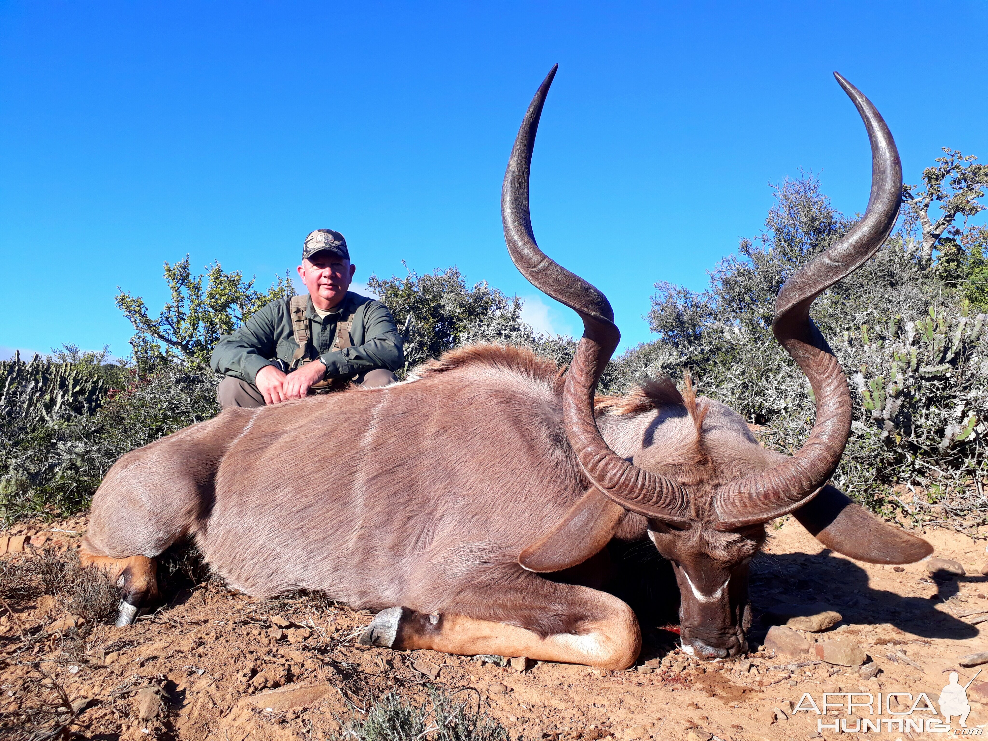 South Africa Hunting Kudu