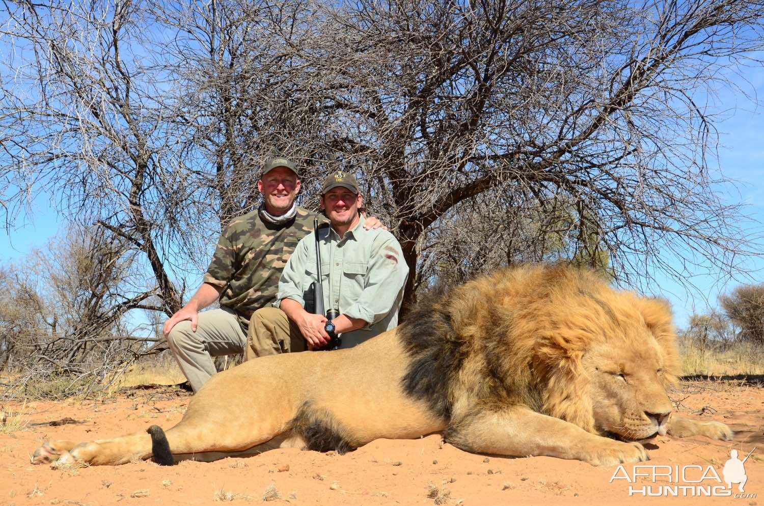 South Africa Hunting Lion