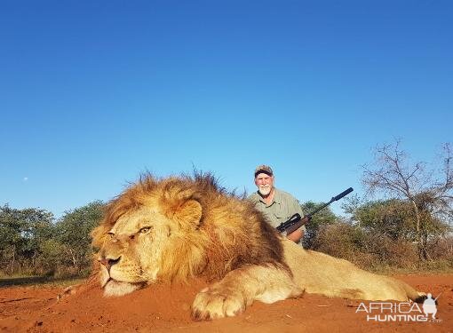 South Africa Hunting Lion