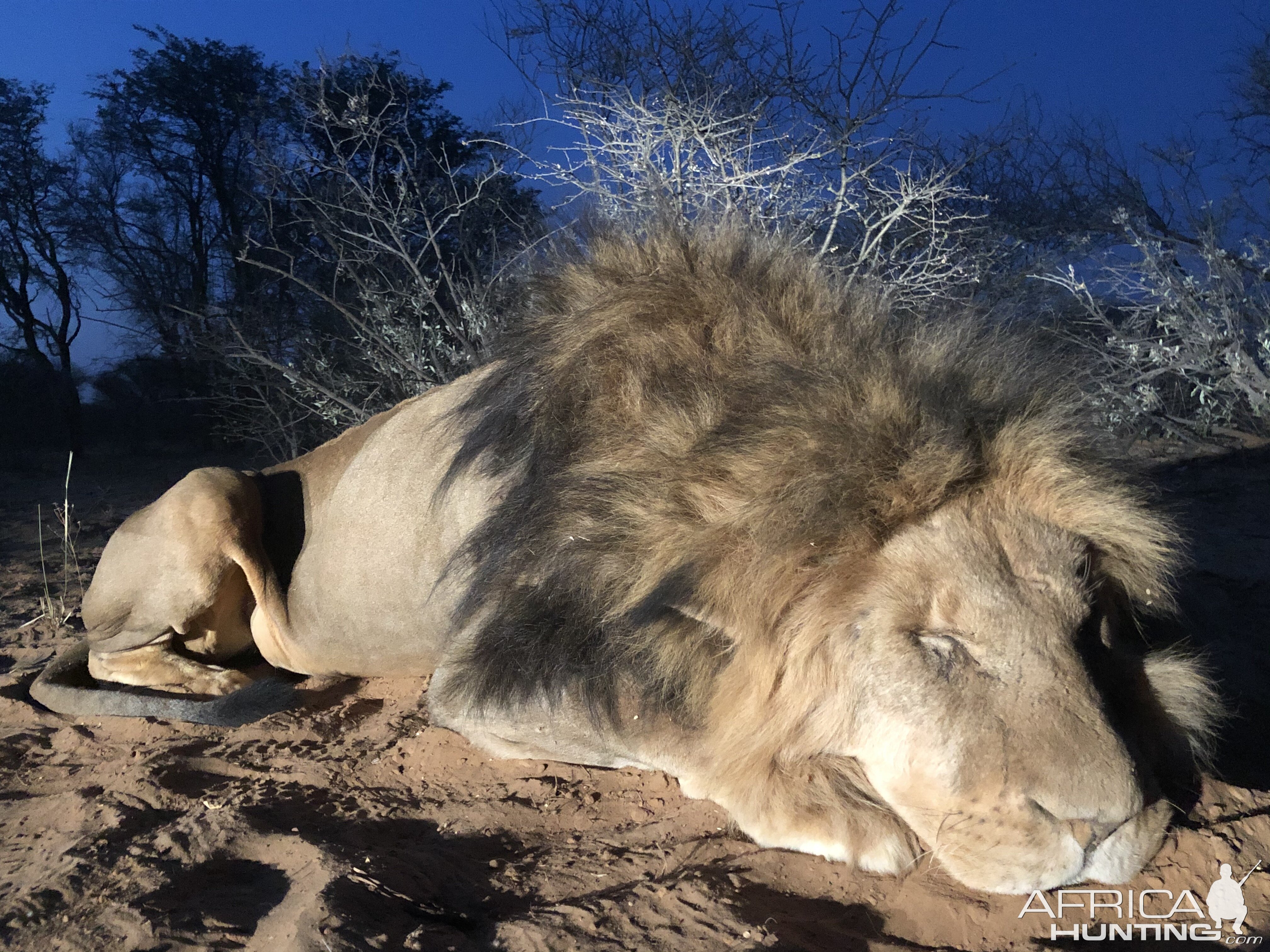 South Africa Hunting Lion