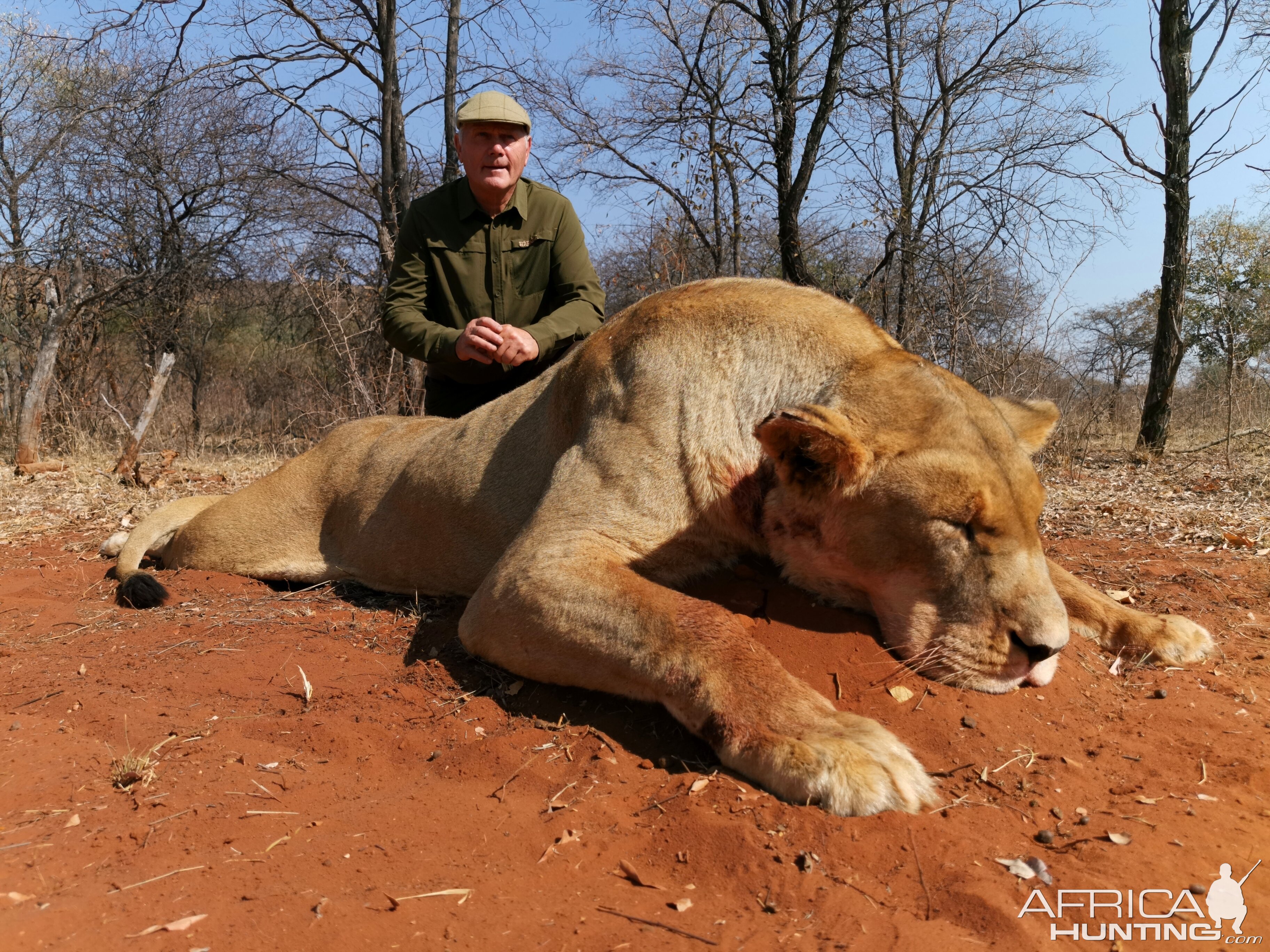 South Africa Hunting Lioness