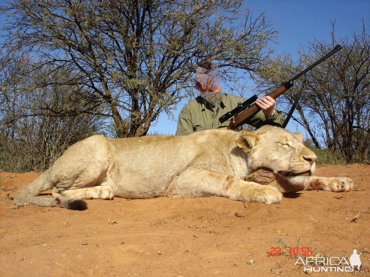 South Africa Hunting Lioness