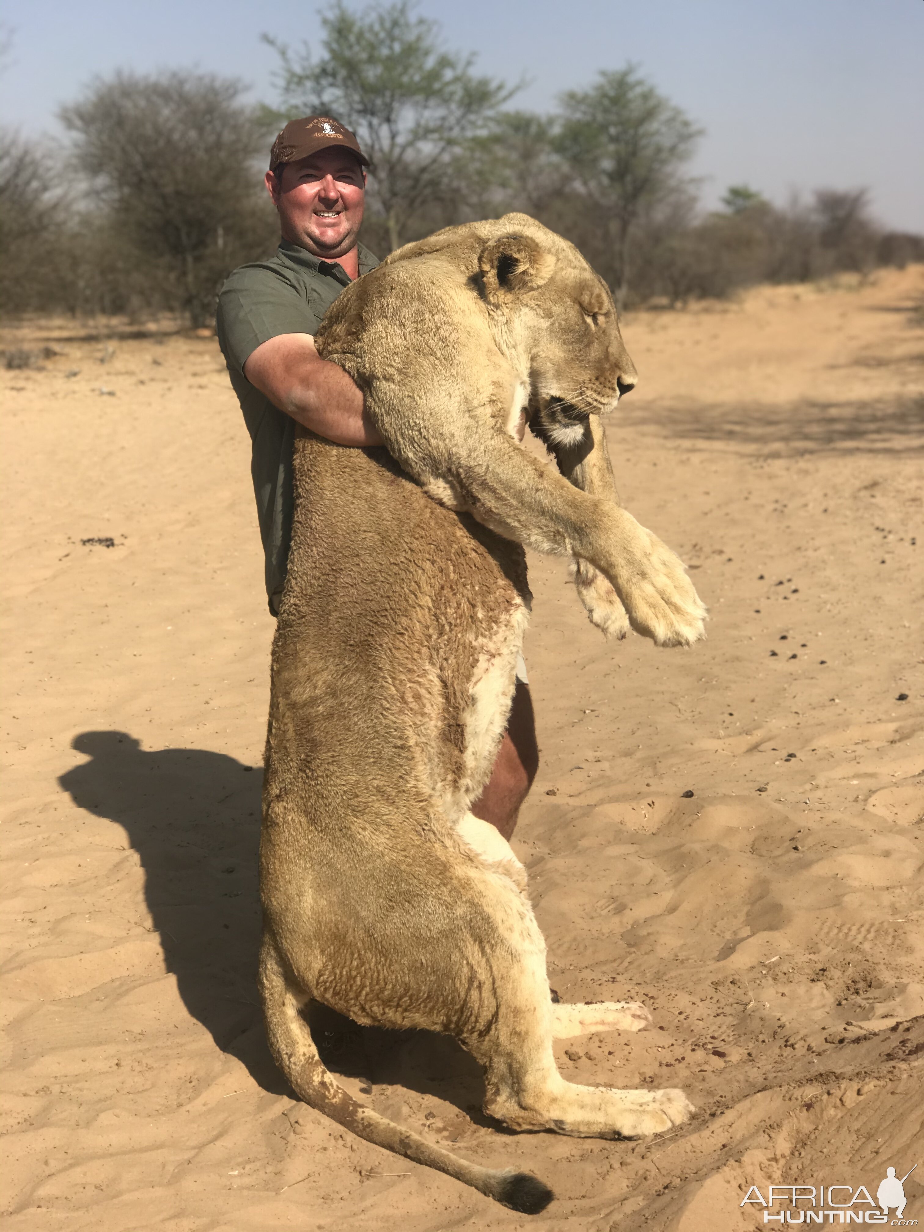 South Africa Hunting Lioness