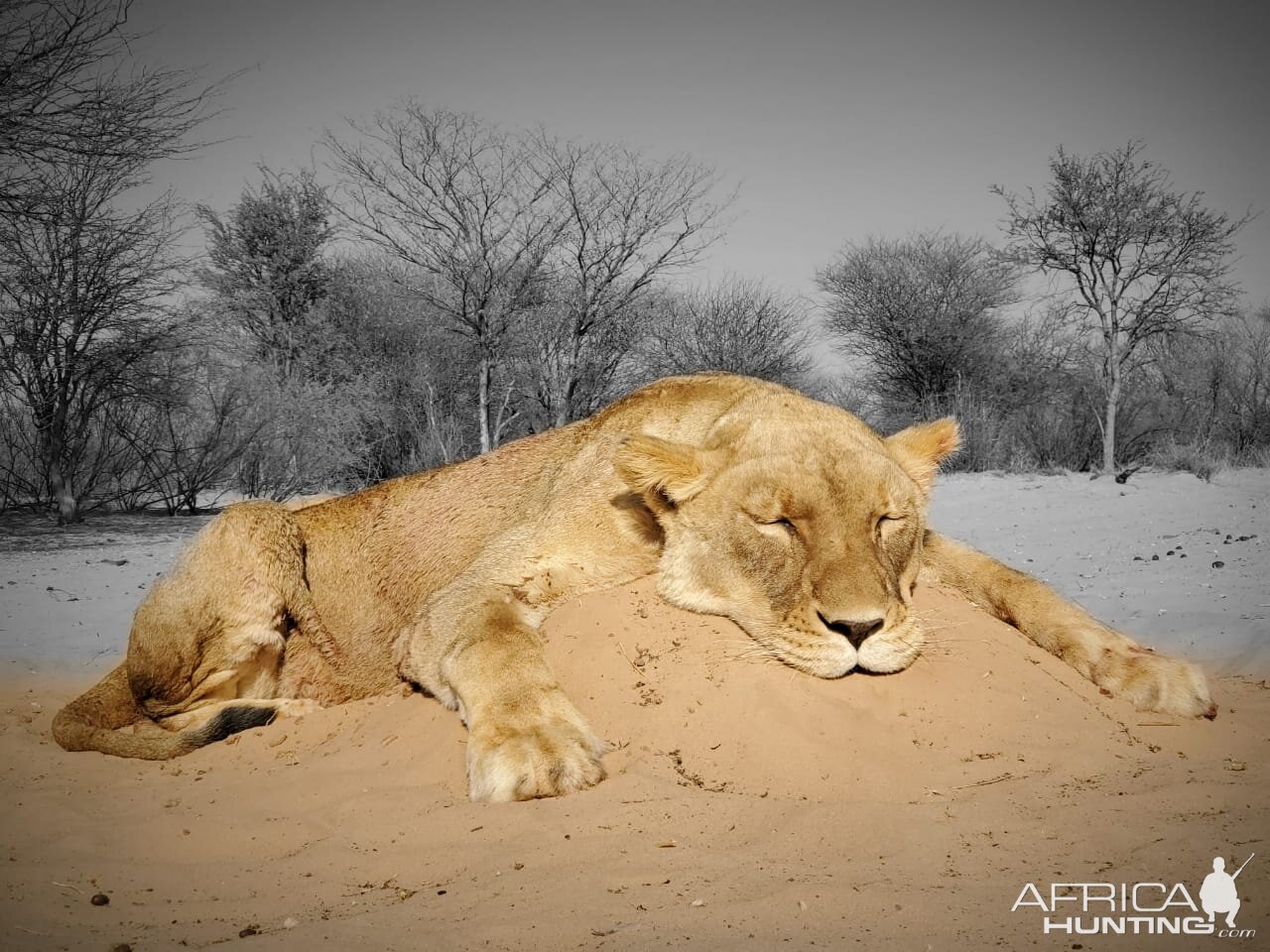 South Africa Hunting Lioness