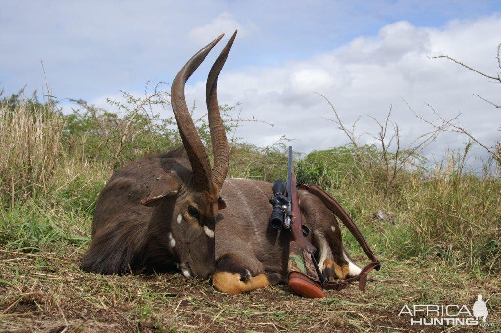 South Africa Hunting Nyala