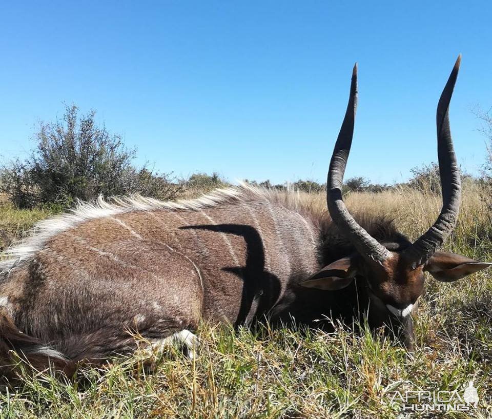 South Africa Hunting Nyala