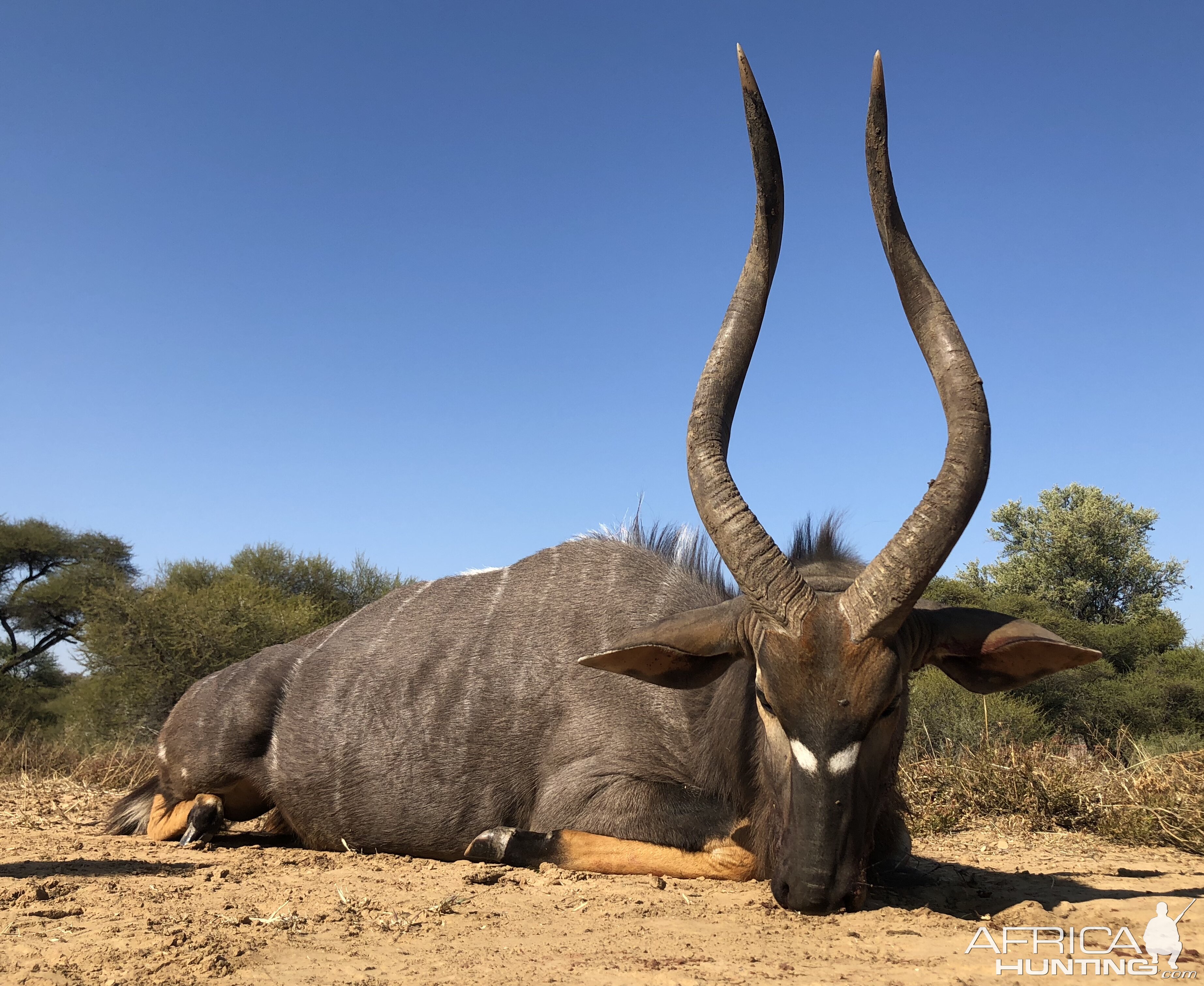 South Africa Hunting Nyala