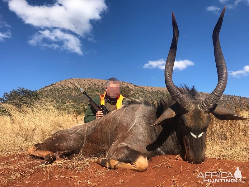 South Africa Hunting Nyala