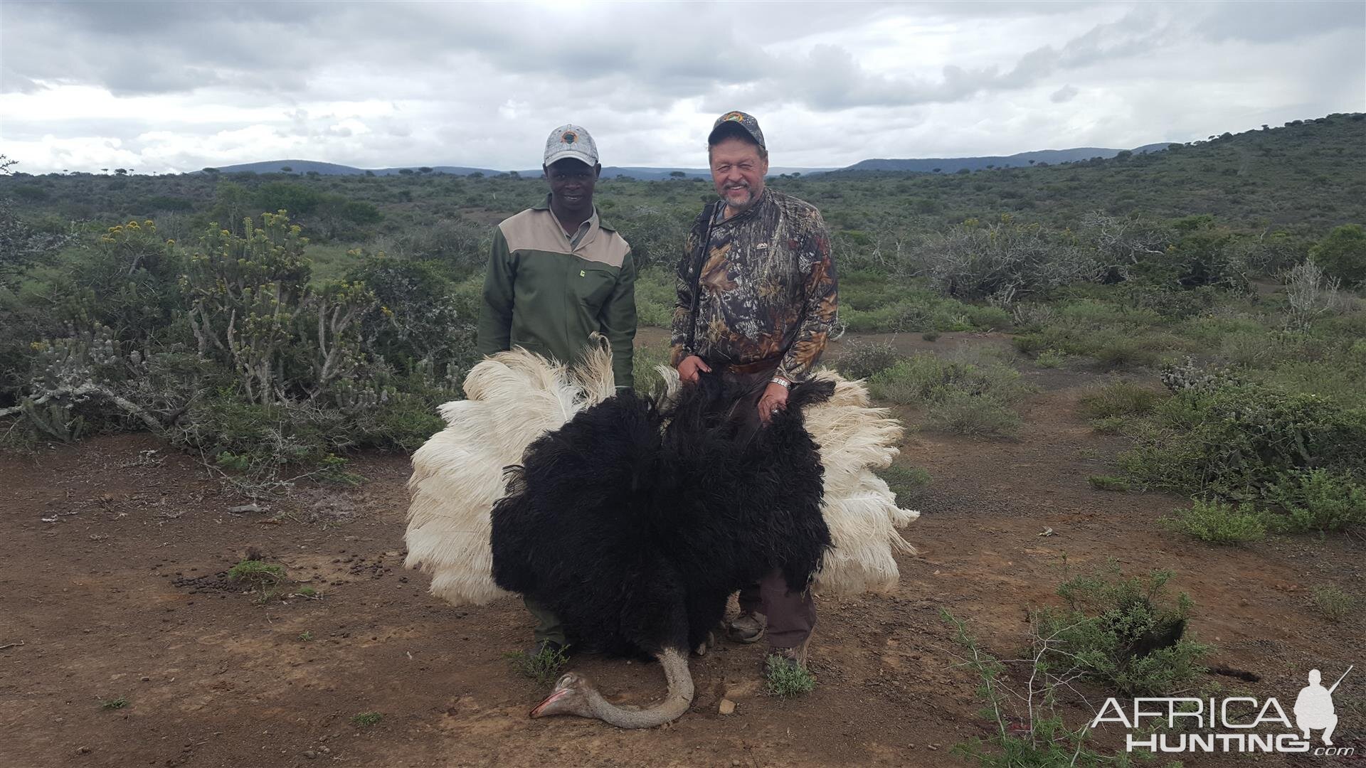 South Africa  Hunting Ostrich