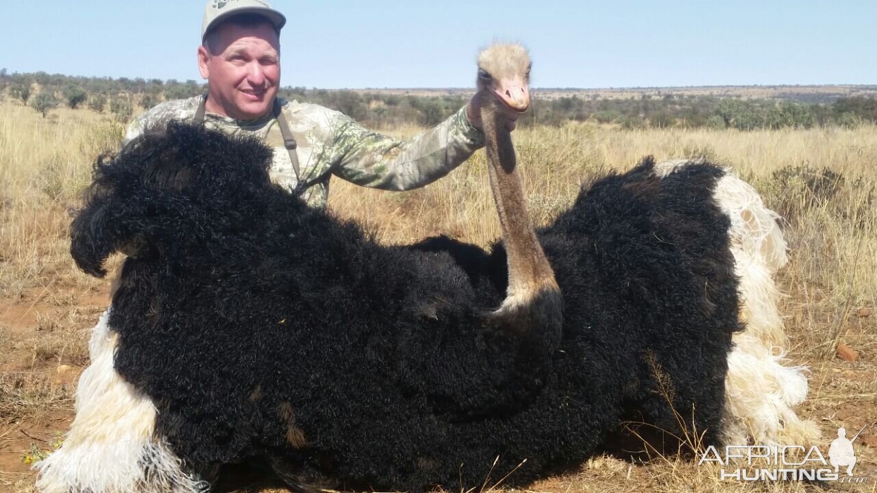 South Africa Hunting Ostrich