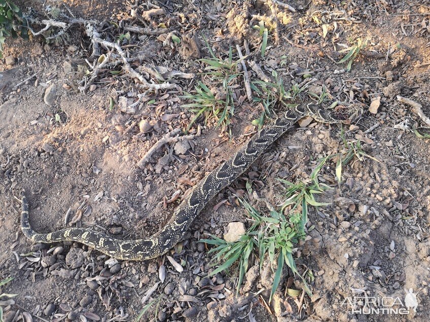 South Africa Hunting Puff Adder snake