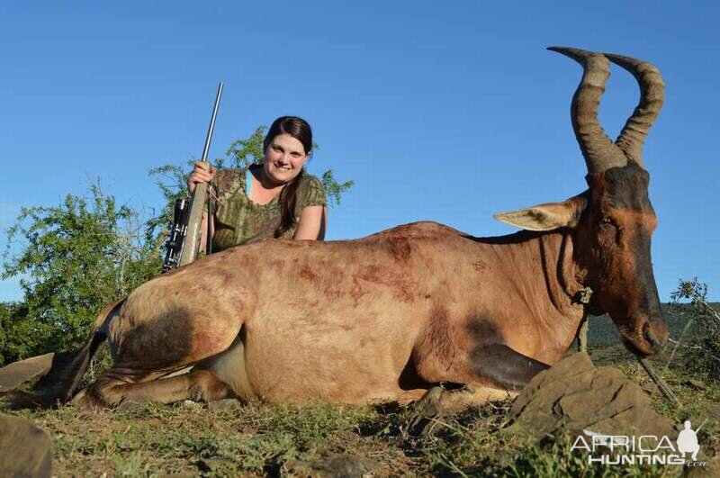 South Africa Hunting Red Hartebeest