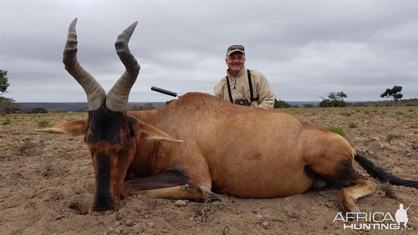 South Africa Hunting Red Hartebeest