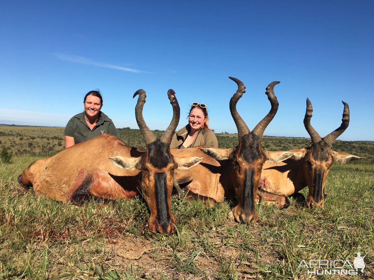 South Africa Hunting Red Hartebeest