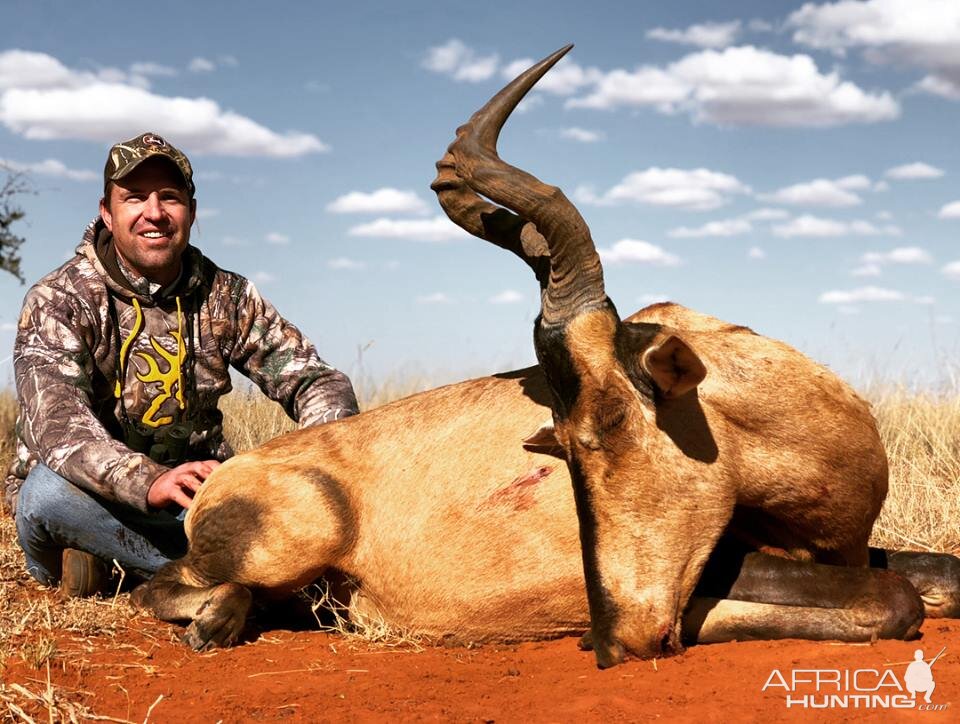 South Africa Hunting Red Hartebeest