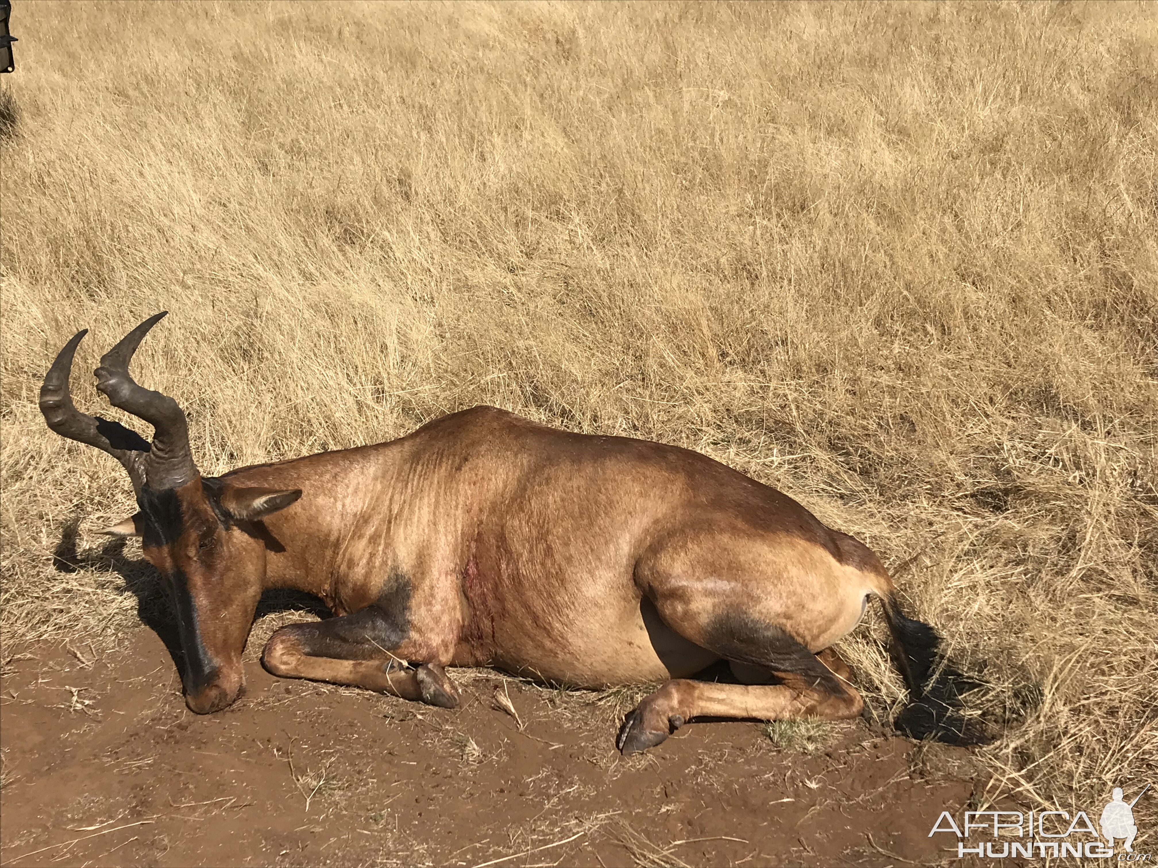 South Africa Hunting Red Hartebeest