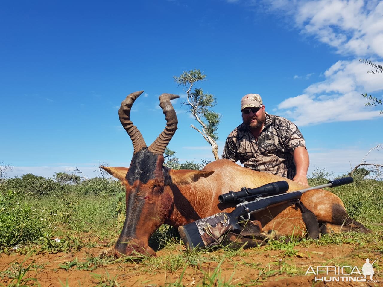 South Africa Hunting Red Hartebeest