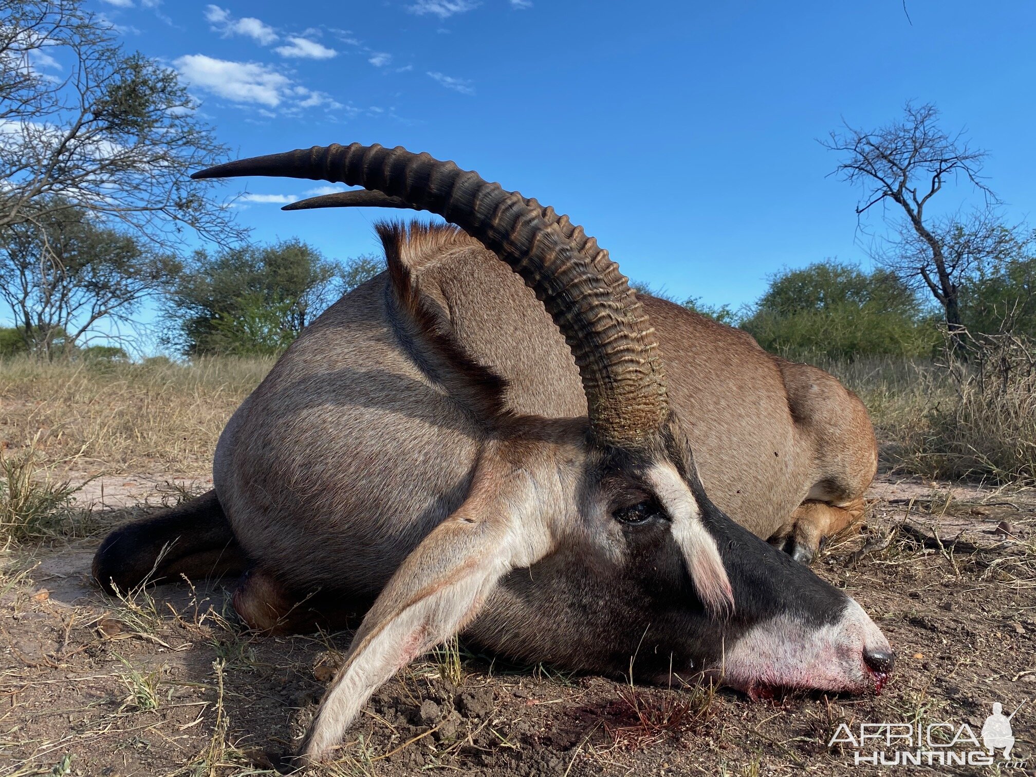 South Africa Hunting Roan