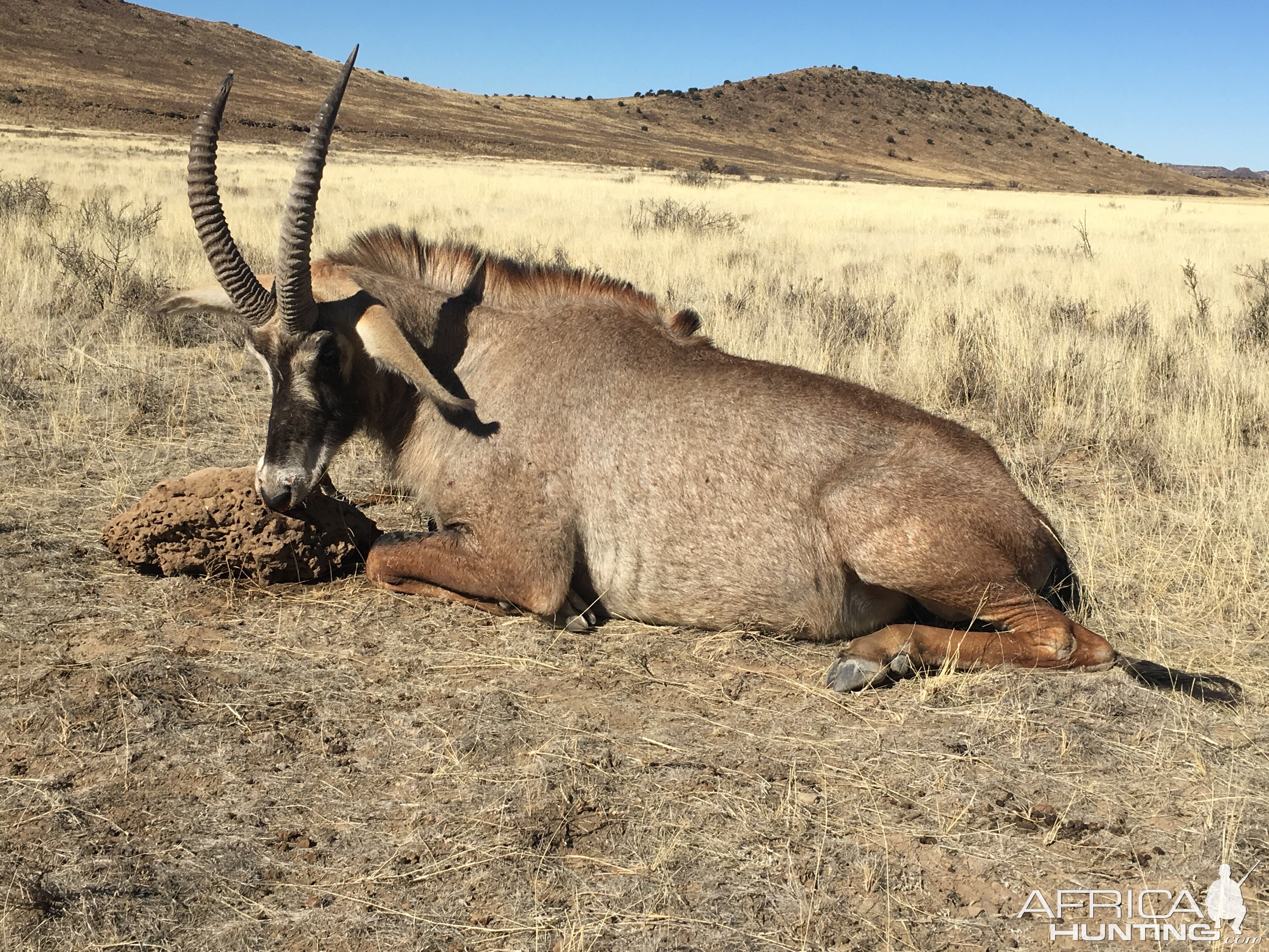 South Africa Hunting Roan