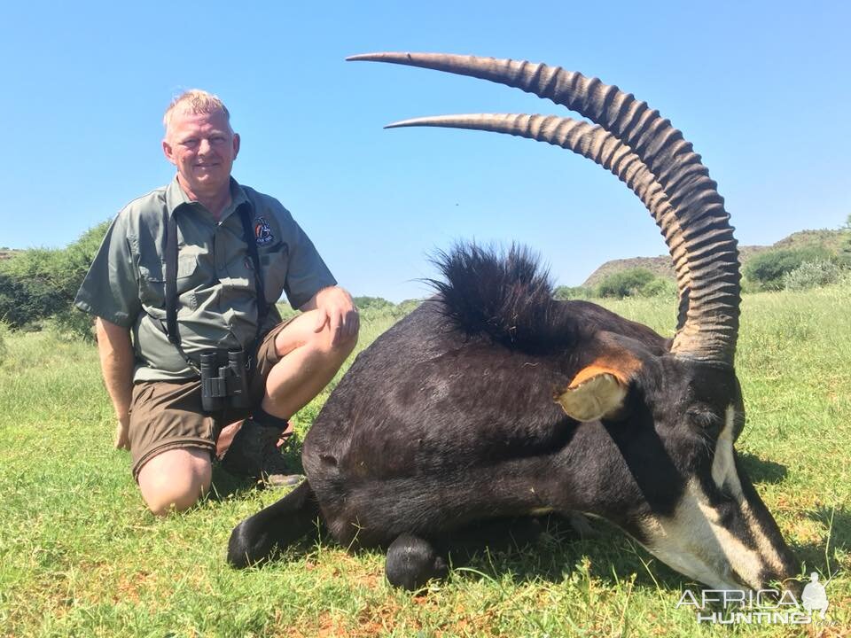 South Africa Hunting Sable Antelope