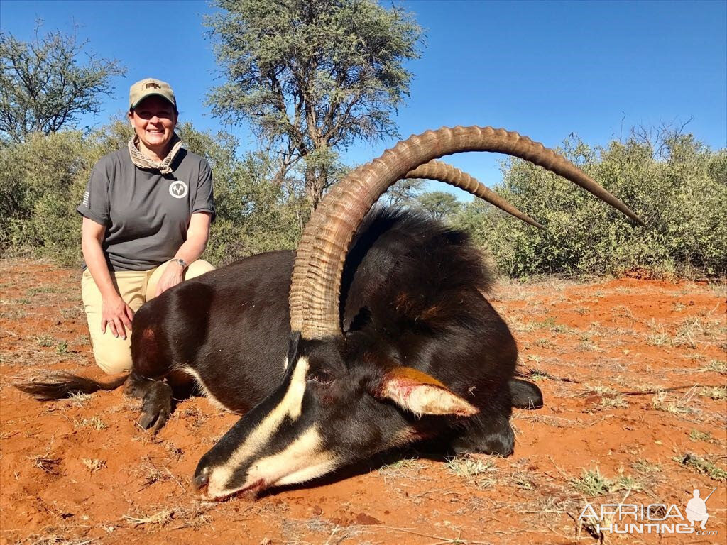 South Africa Hunting Sable Antelope