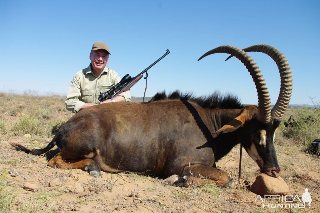 South Africa Hunting Sable Antelope