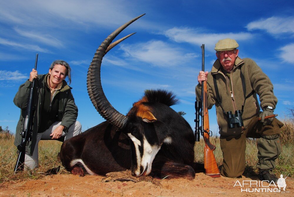 South Africa Hunting Sable Antelope