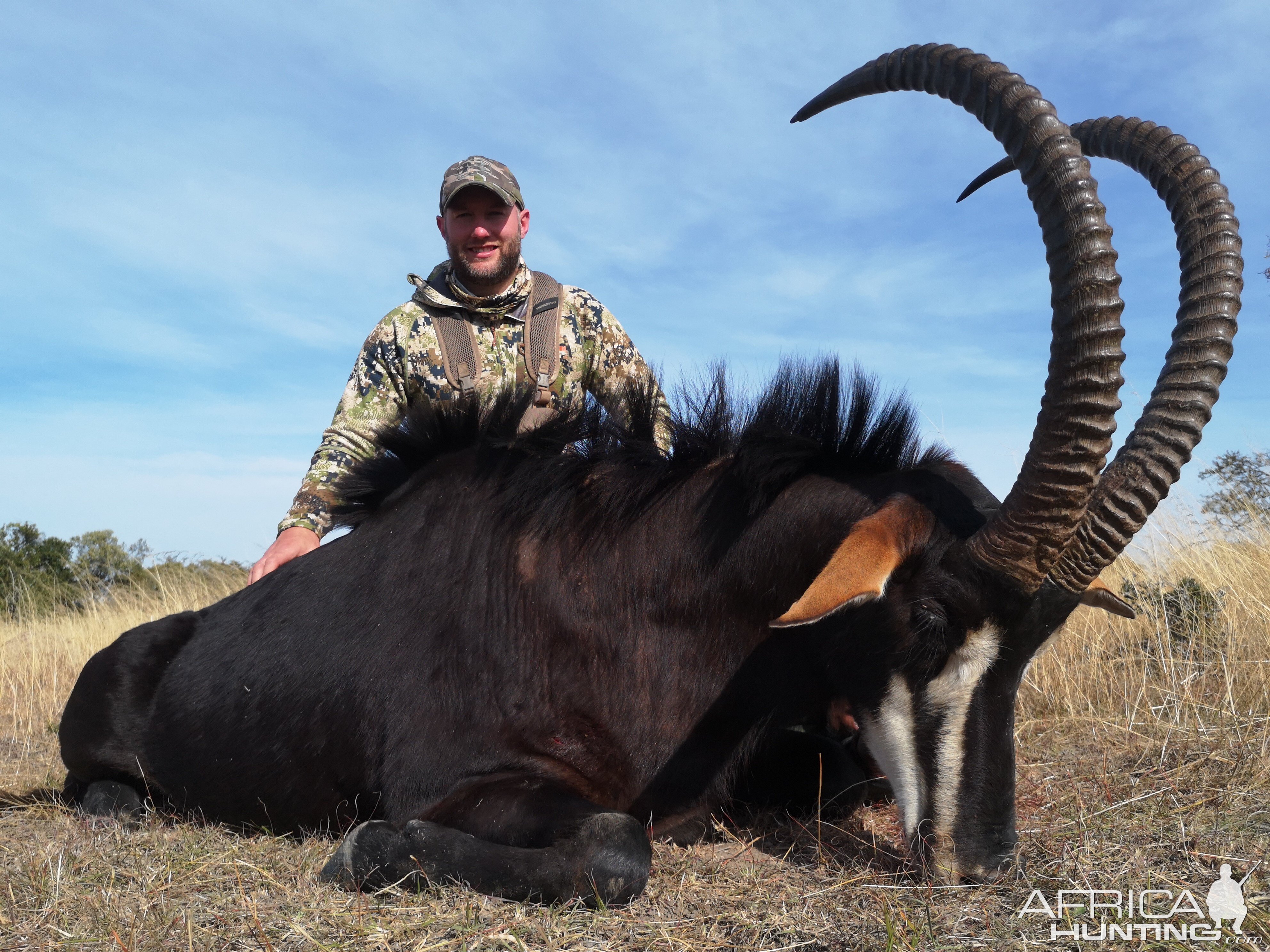 South Africa Hunting Sable Antelope