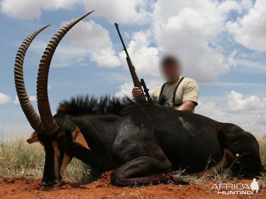 South Africa Hunting Sable Antelope