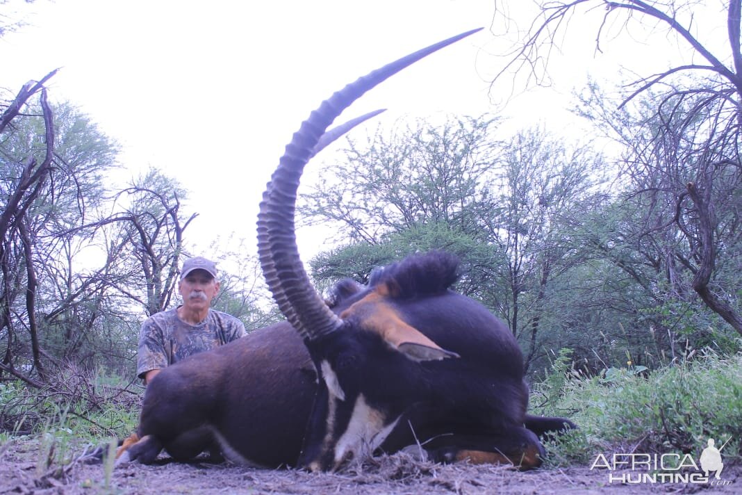 South Africa Hunting Sable Antelope