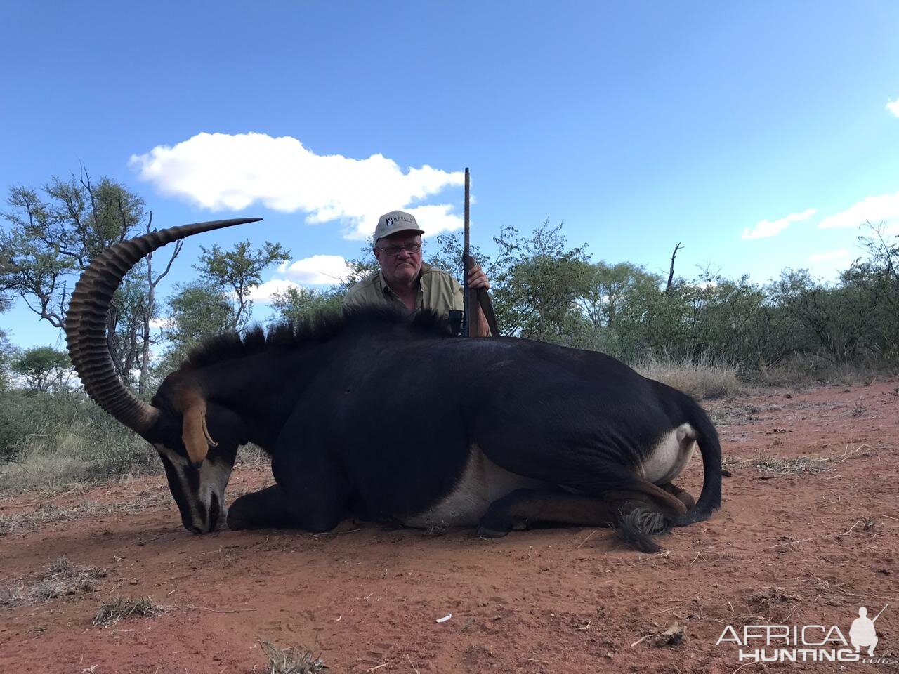 South Africa Hunting Sable Antelope