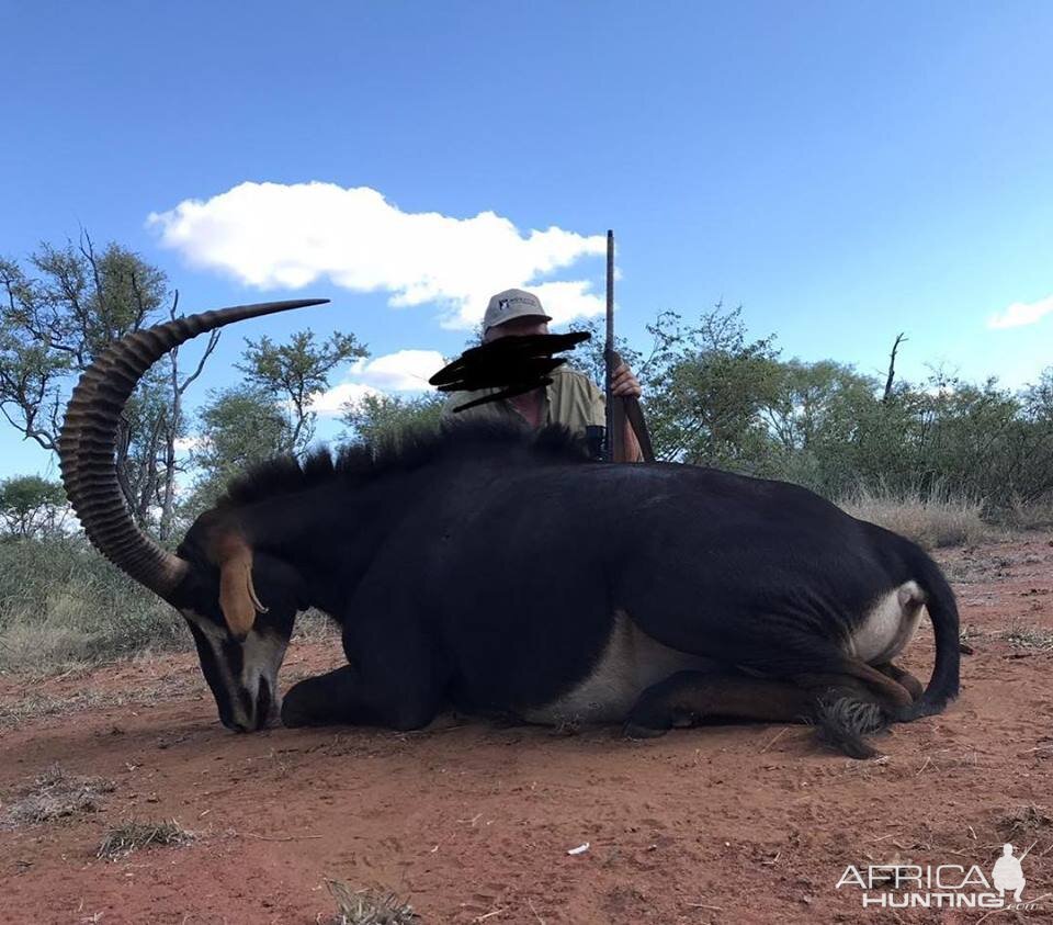 South Africa Hunting Sable Antelope