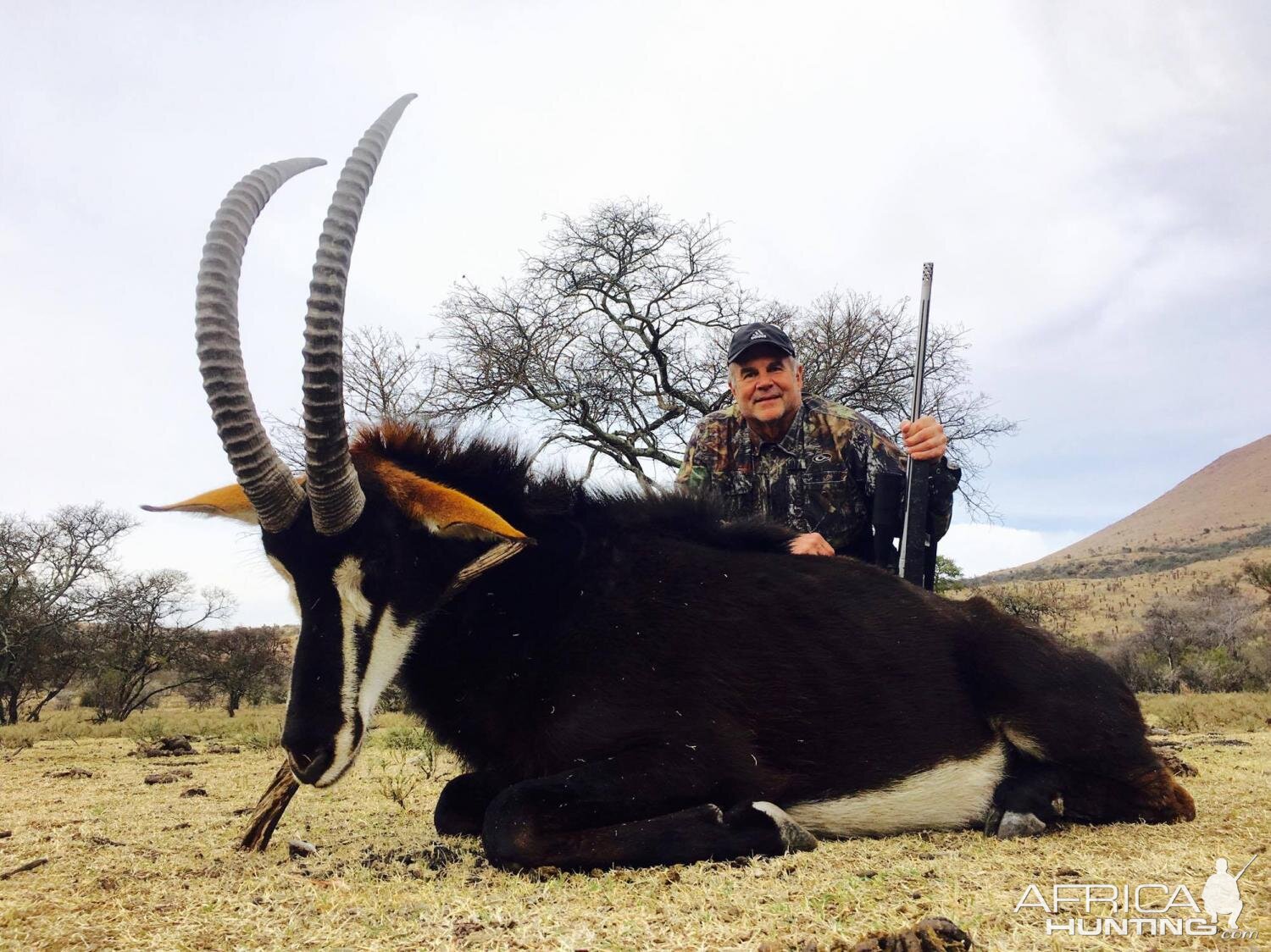 South Africa Hunting Sable Antelope