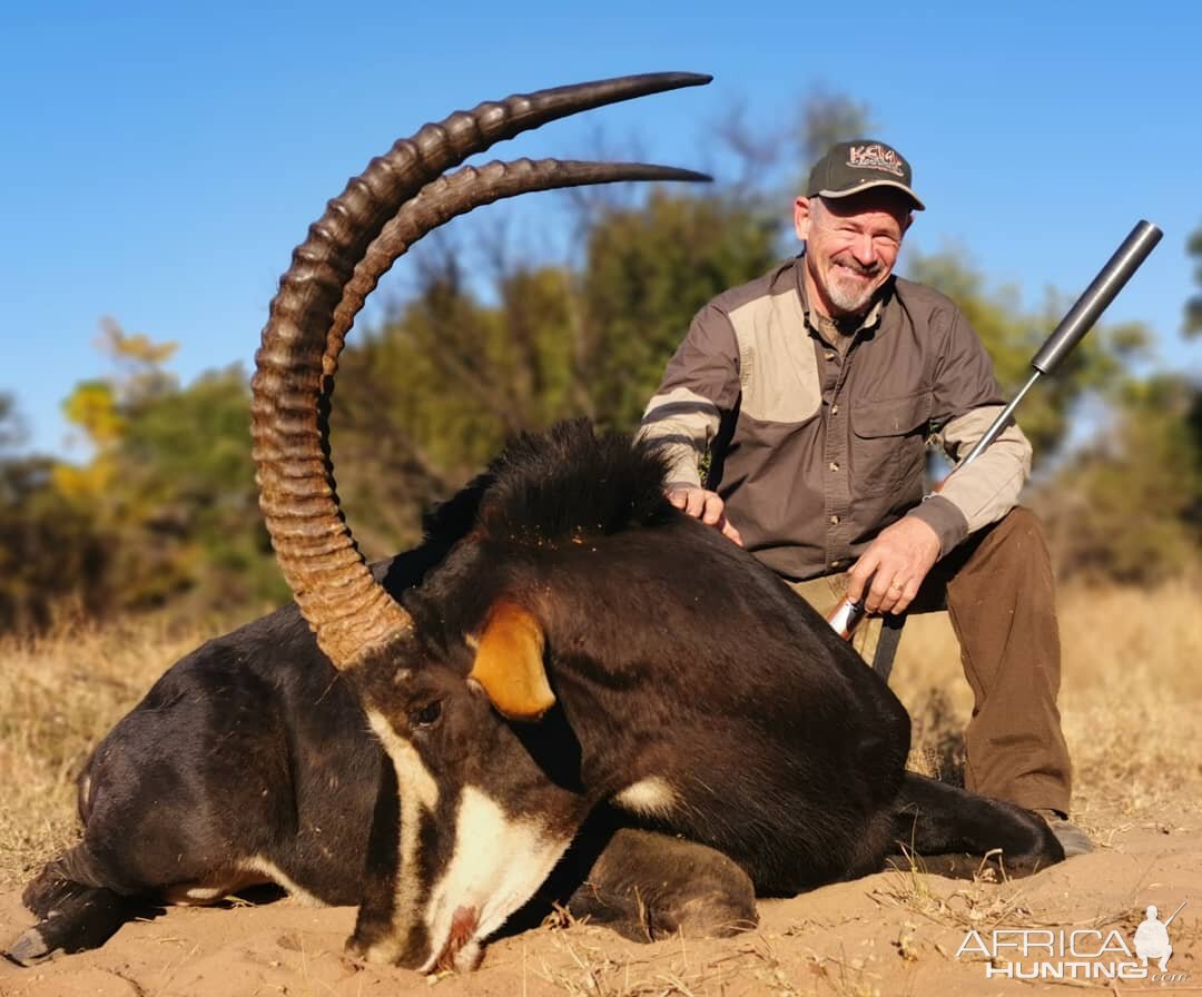 South Africa Hunting Sable Antelope