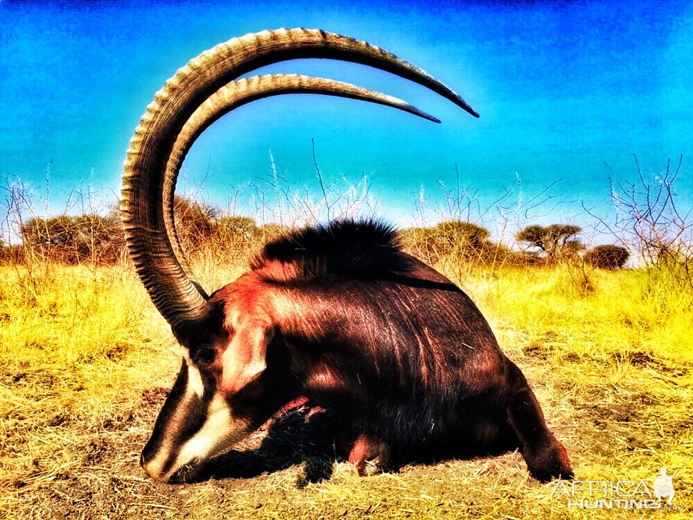 South Africa Hunting Sable Antelope