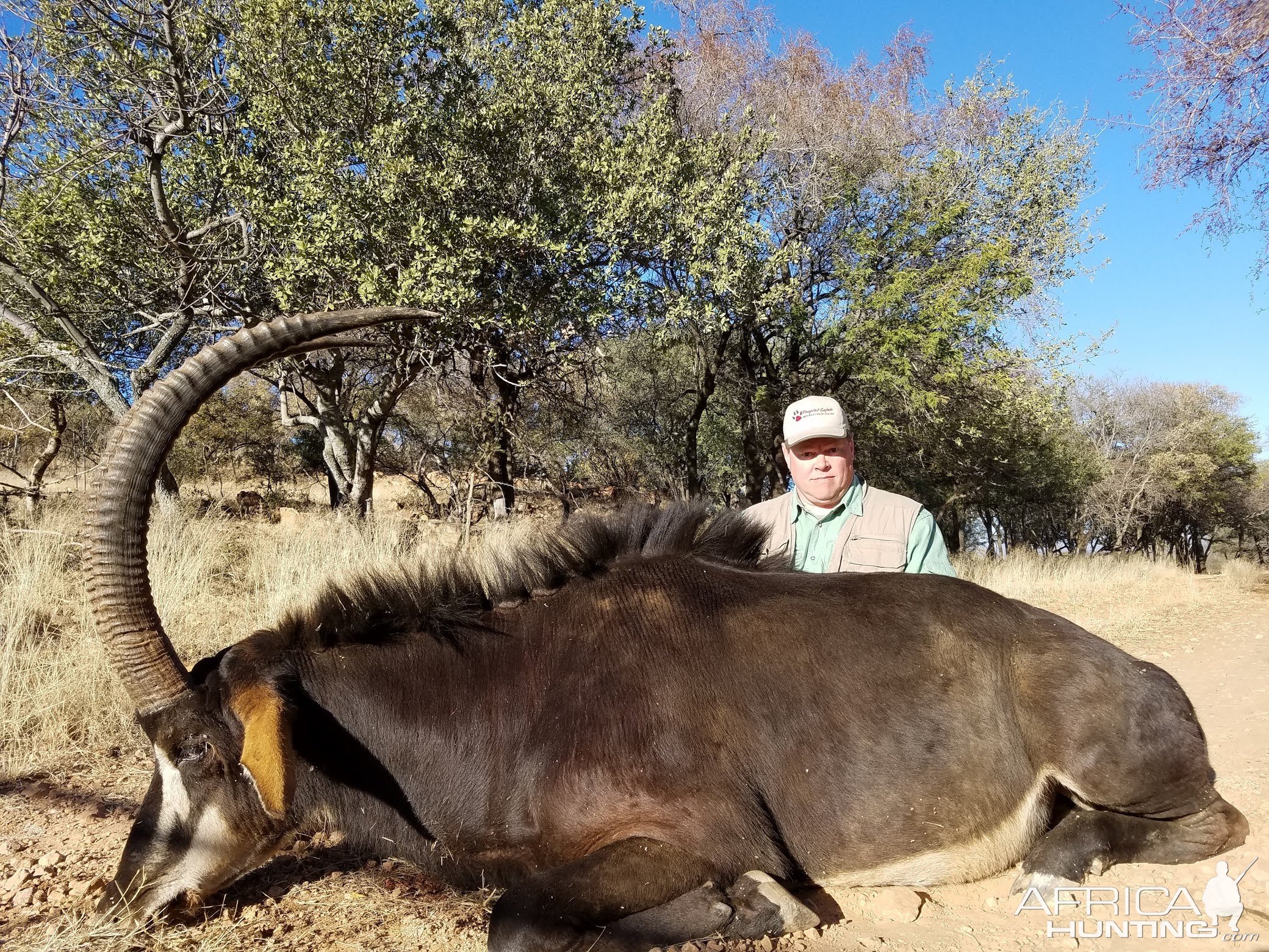 South Africa Hunting Sable