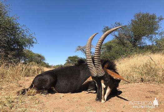 South Africa Hunting Sable