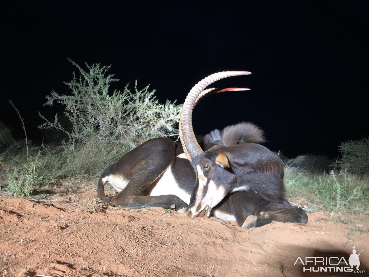 South Africa Hunting Sable