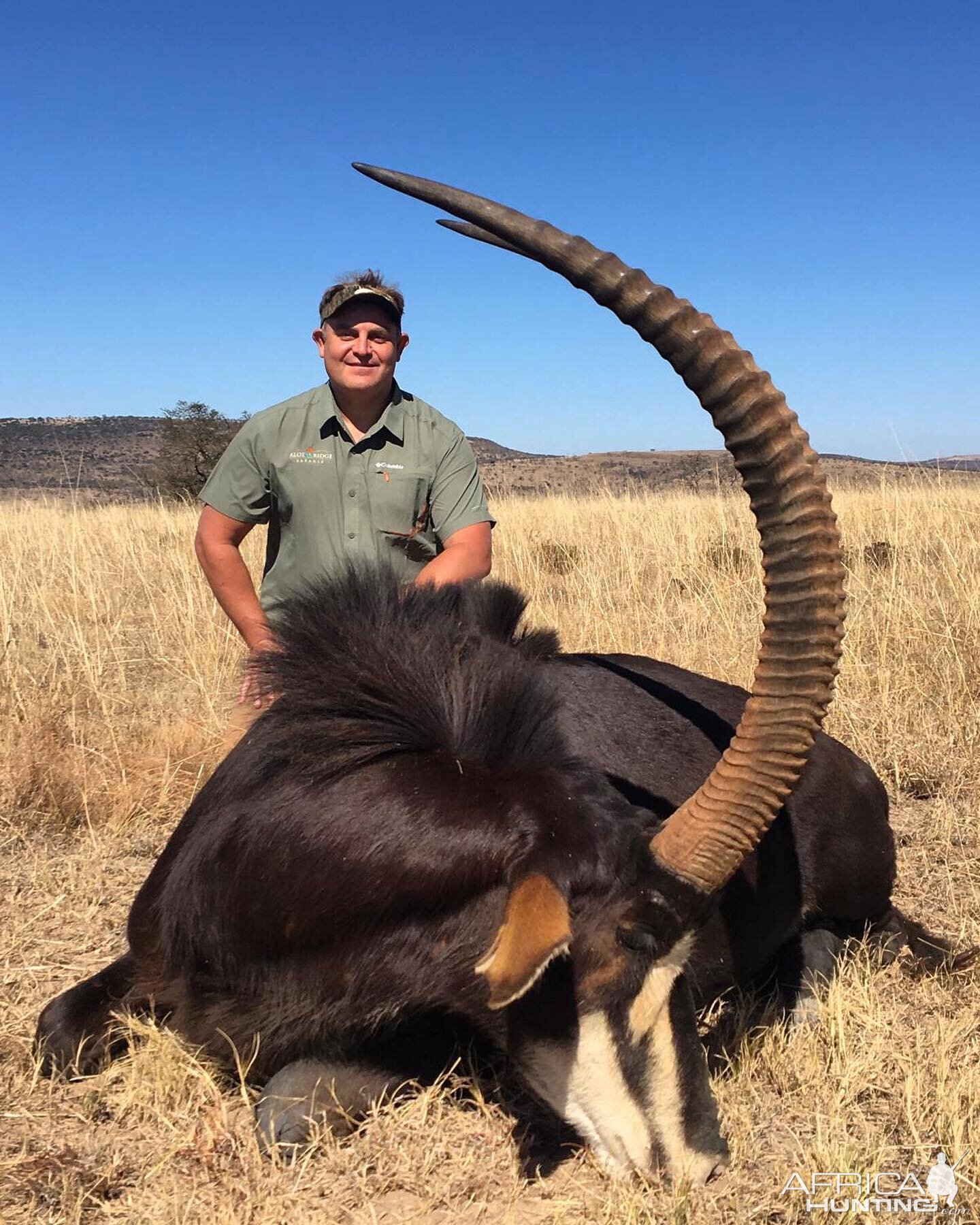 South Africa Hunting Sable